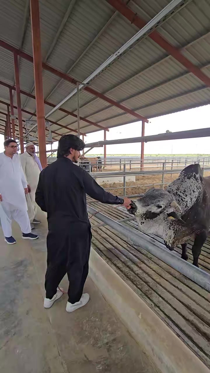 @Waqas Rohi wala