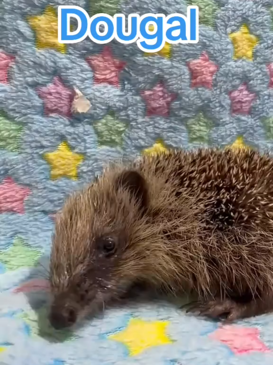 @Ryston Rachel's Hedgehog Hotel
