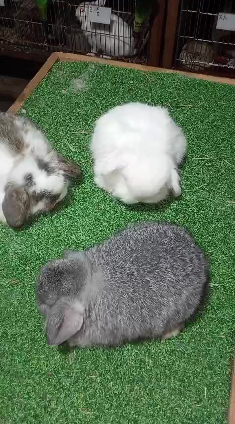 @STR Bunny✨