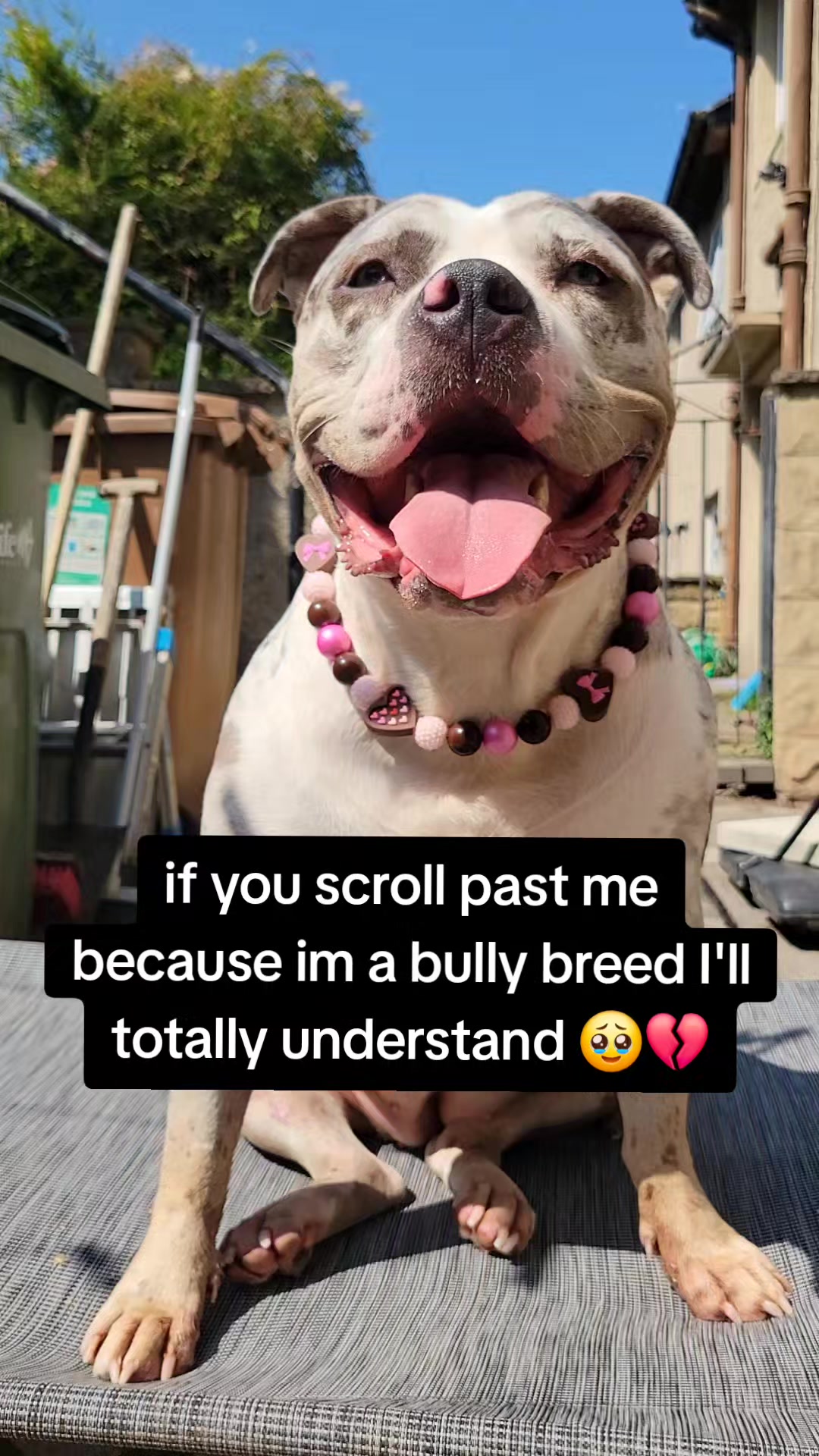 @kirsty+starlight the xl bully