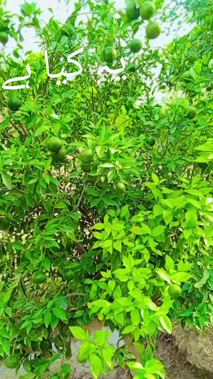 @🇵🇰 BHحTTi صاحب 804