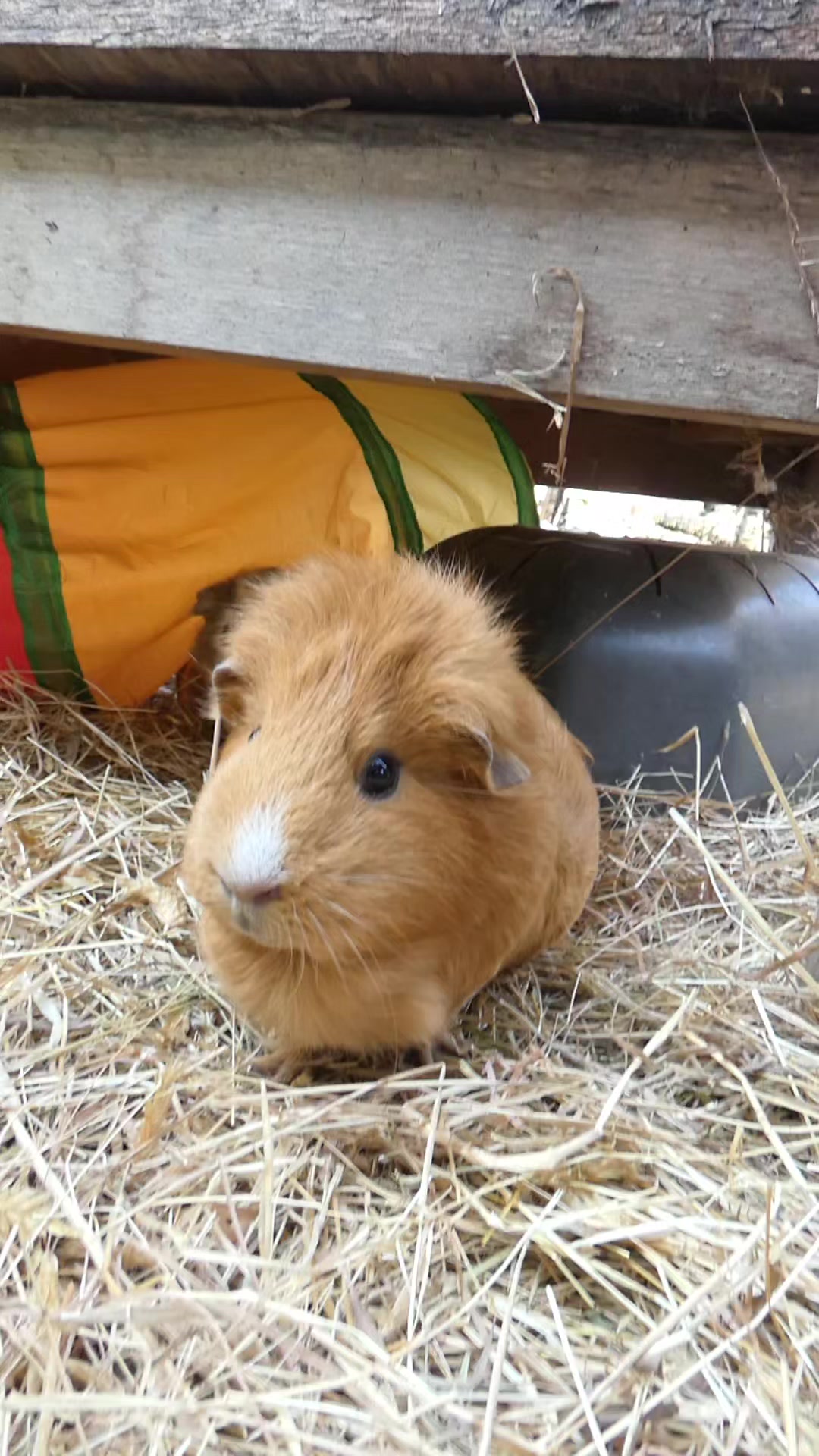 @Guinea Pig Dad