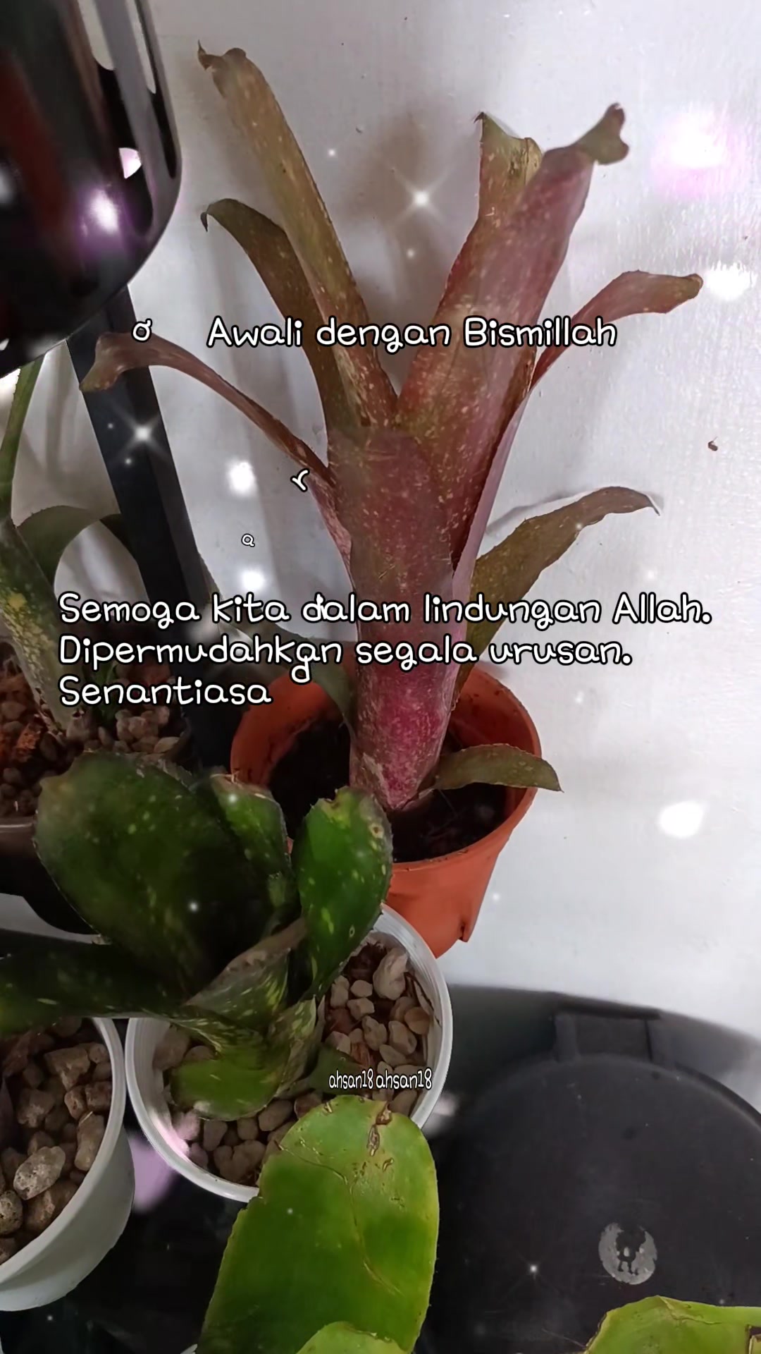 @PUAN MAMASITA