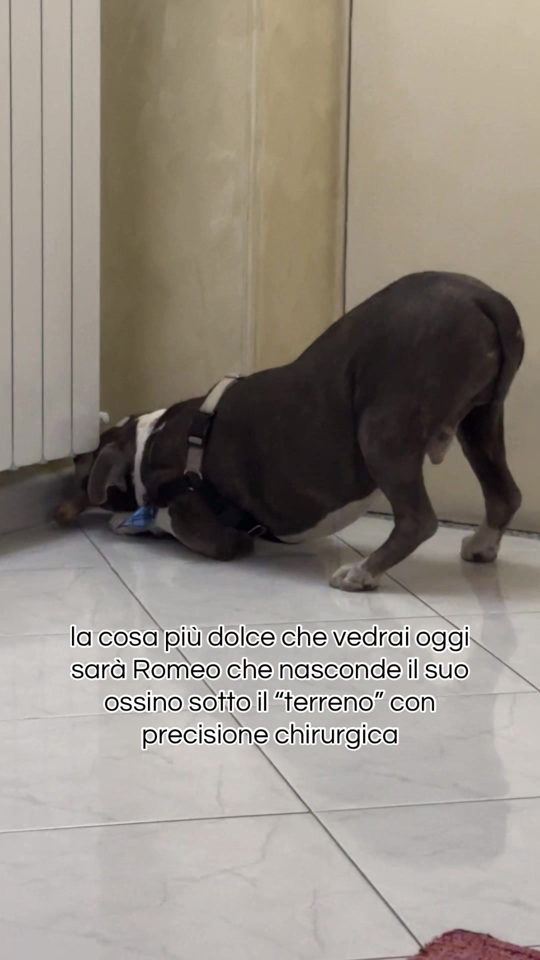 @RebbyChris+Romeo