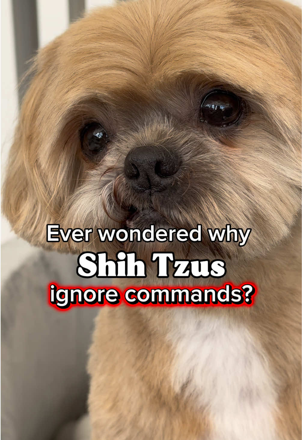 @Blonde & Tzus