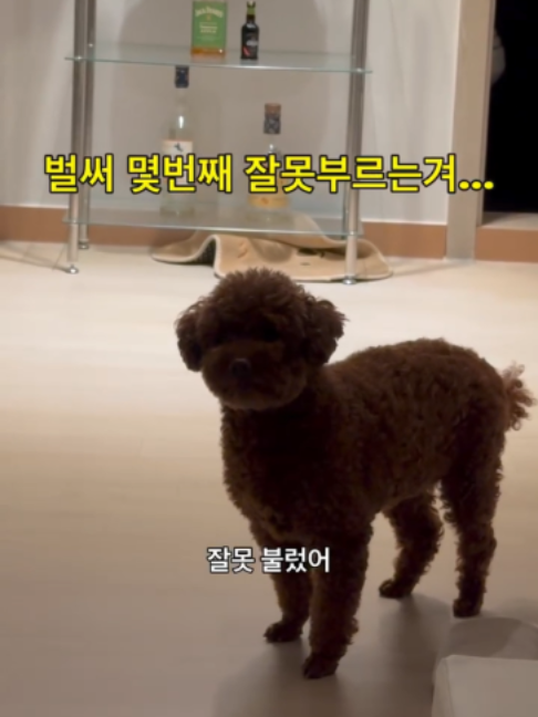 @멍멍일기