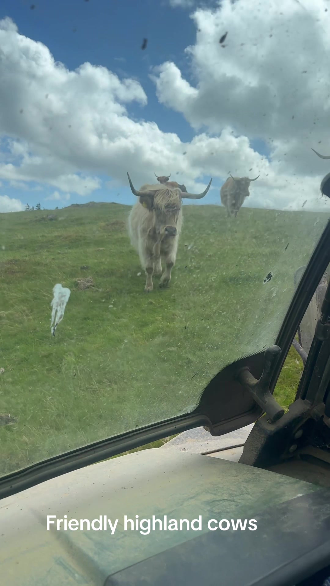 @Highland Coo Clan