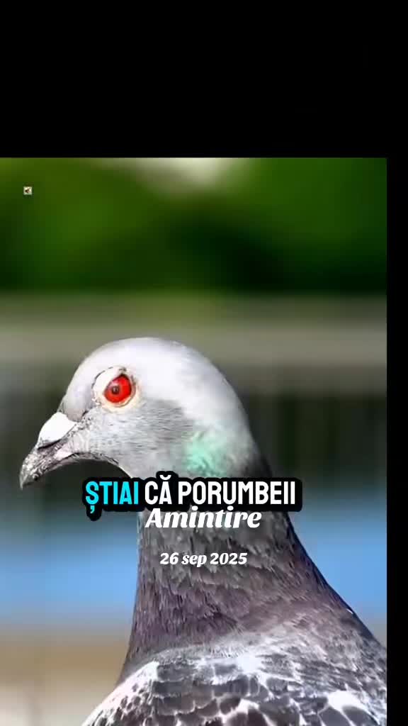 @Planând în adâncuri