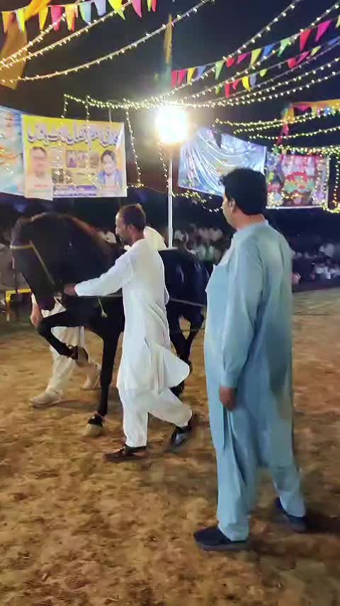 @horse dance #world