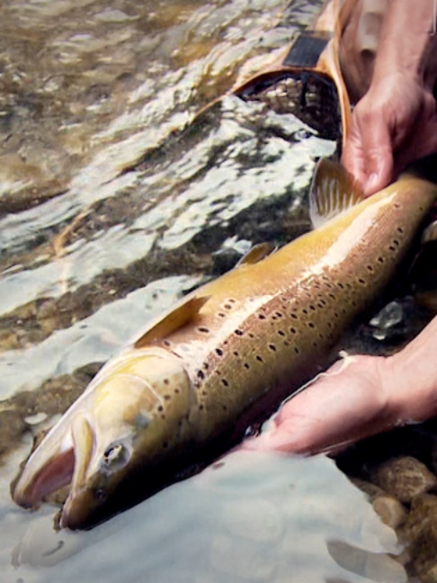 @Fishing TV