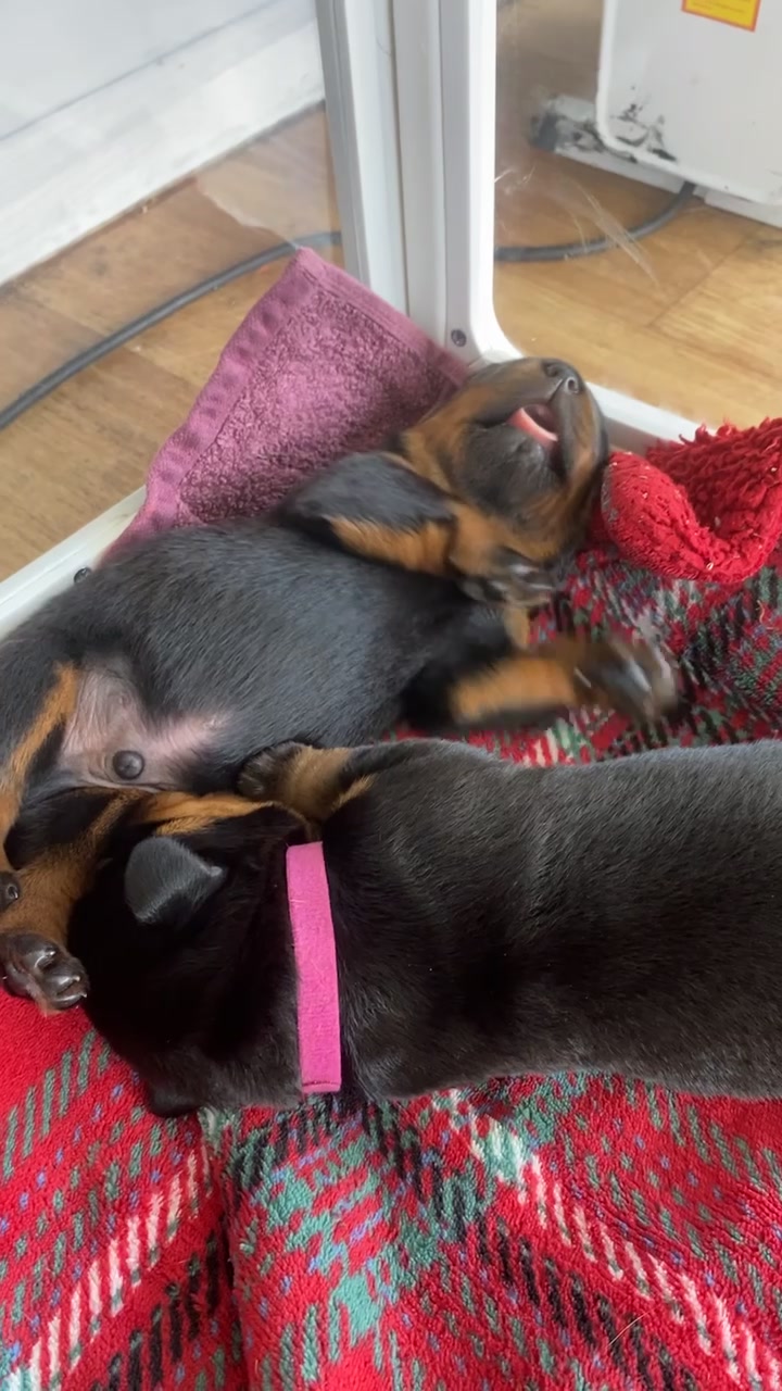 @tasha.stella.lola.kong