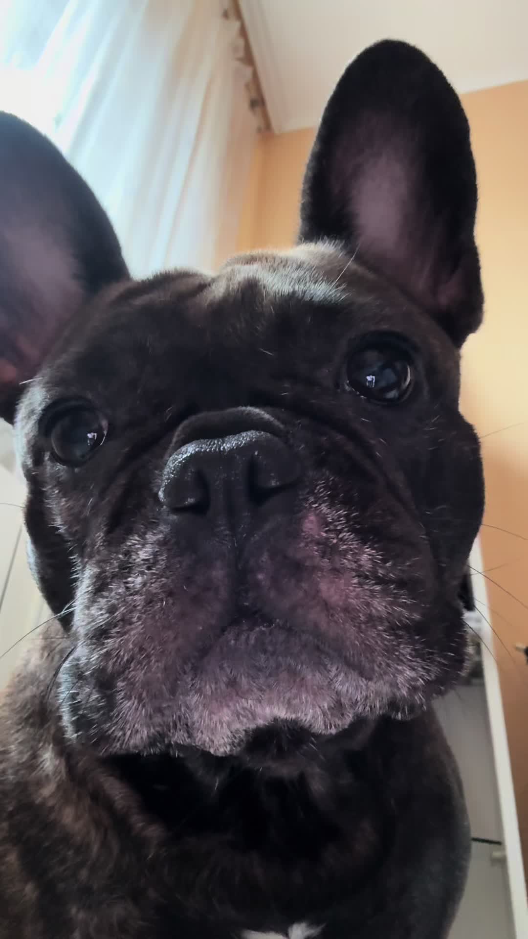 @Mia_french_bulldog