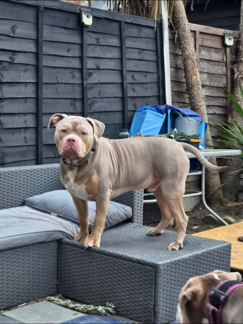 @Kyza And Ellie Bully Dogs 🐾🐾