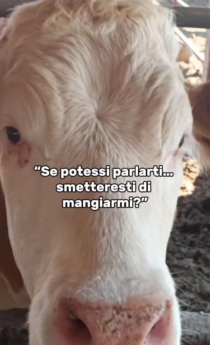 @vegbignosegal