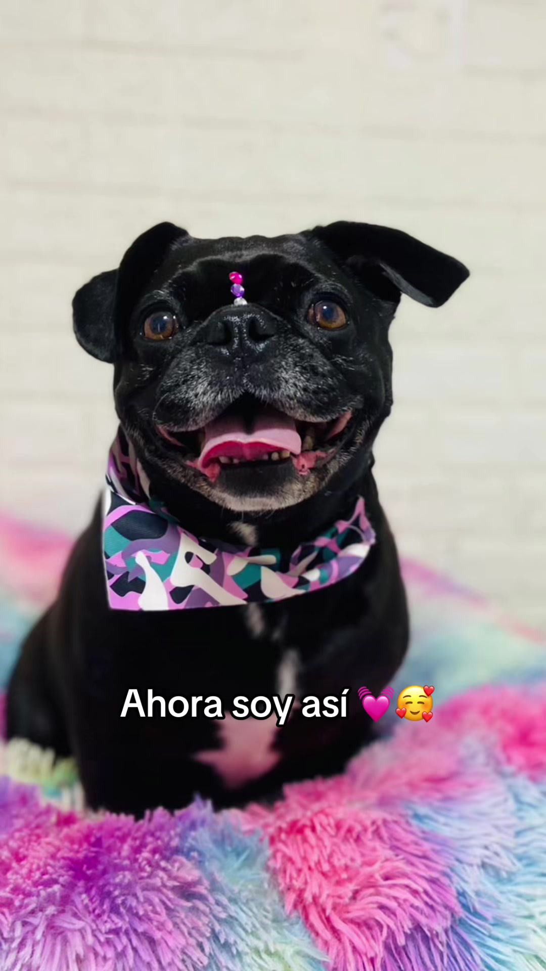 @C4mypink