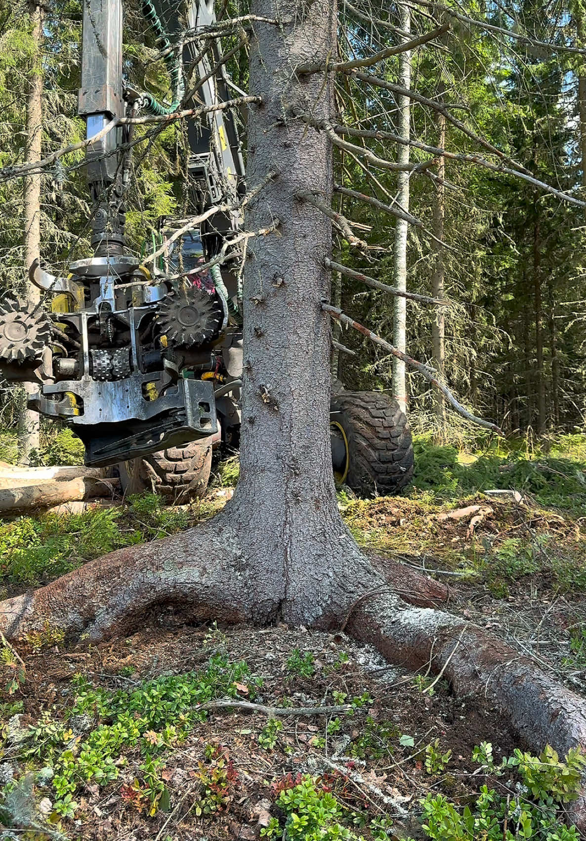 @Metsätalous