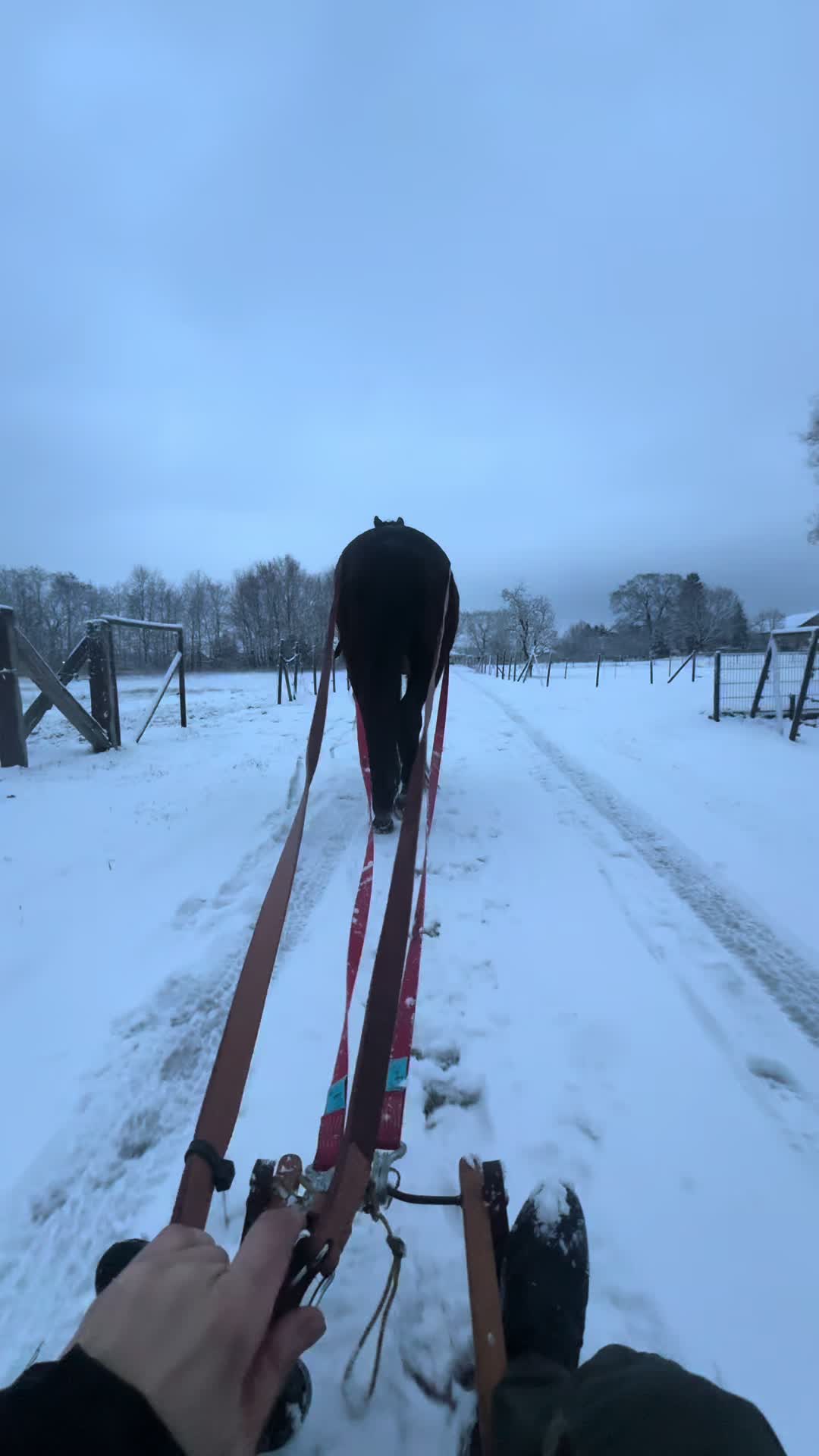@springpony_donar