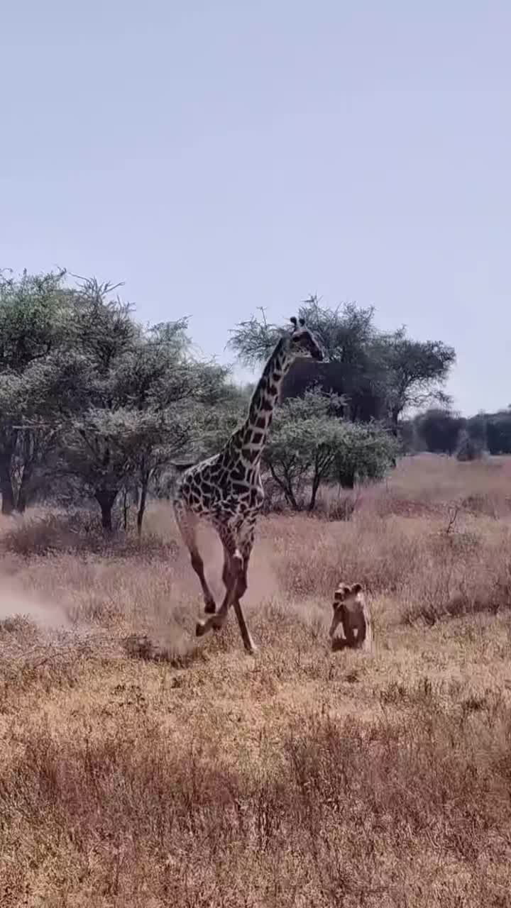 @UK animal channel🇬🇧