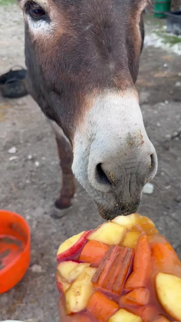 @Kellys Donkeys & 2nd Chance F