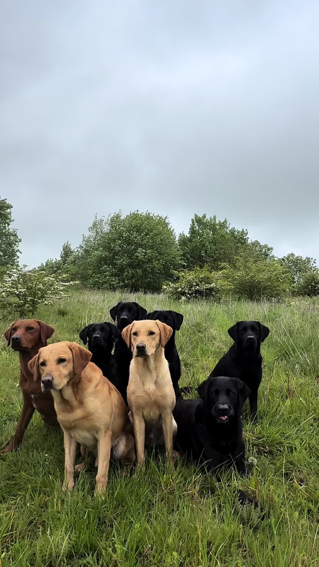 @slingleygundogs
