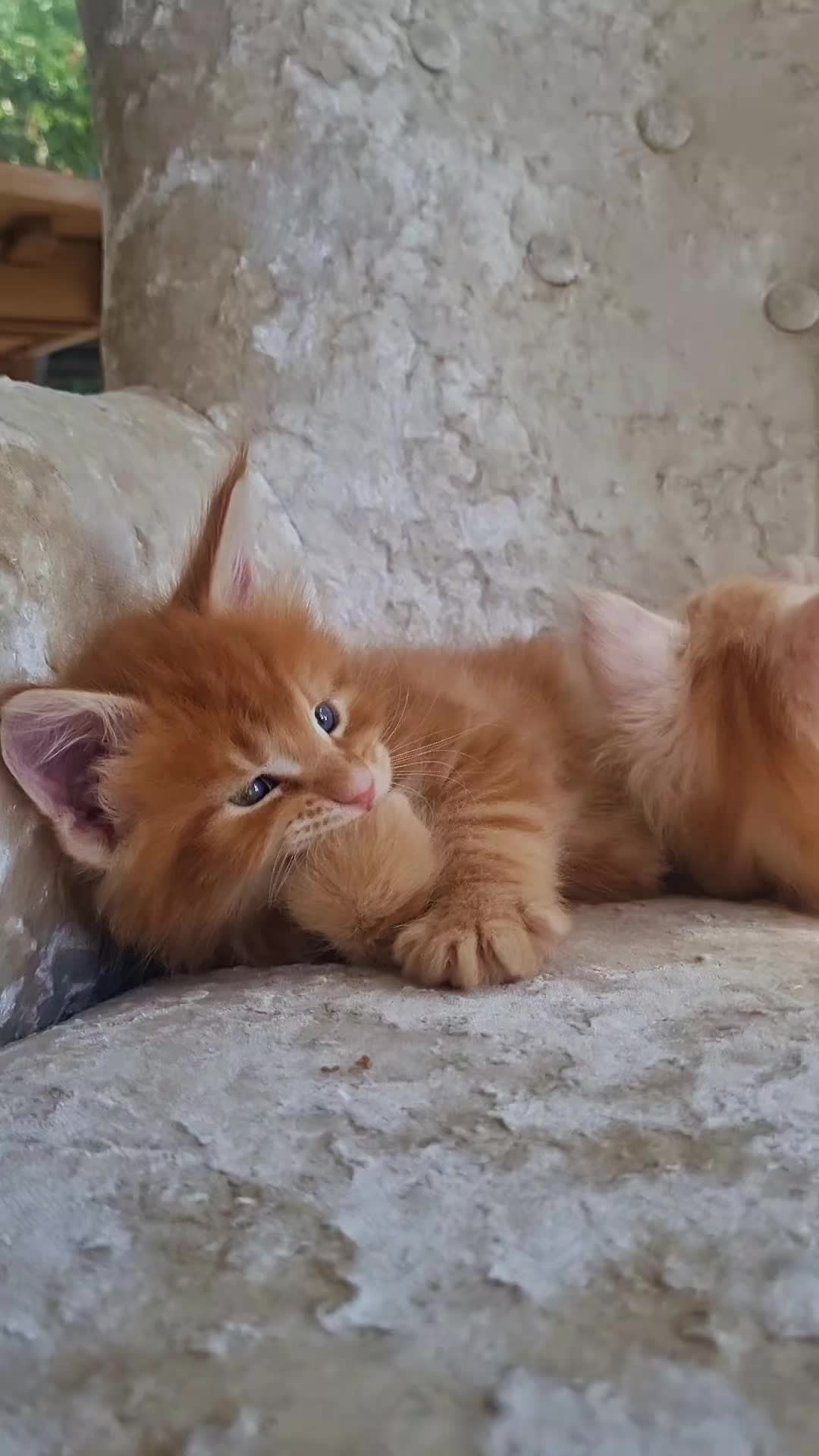 @Dollzuki Maine Coons