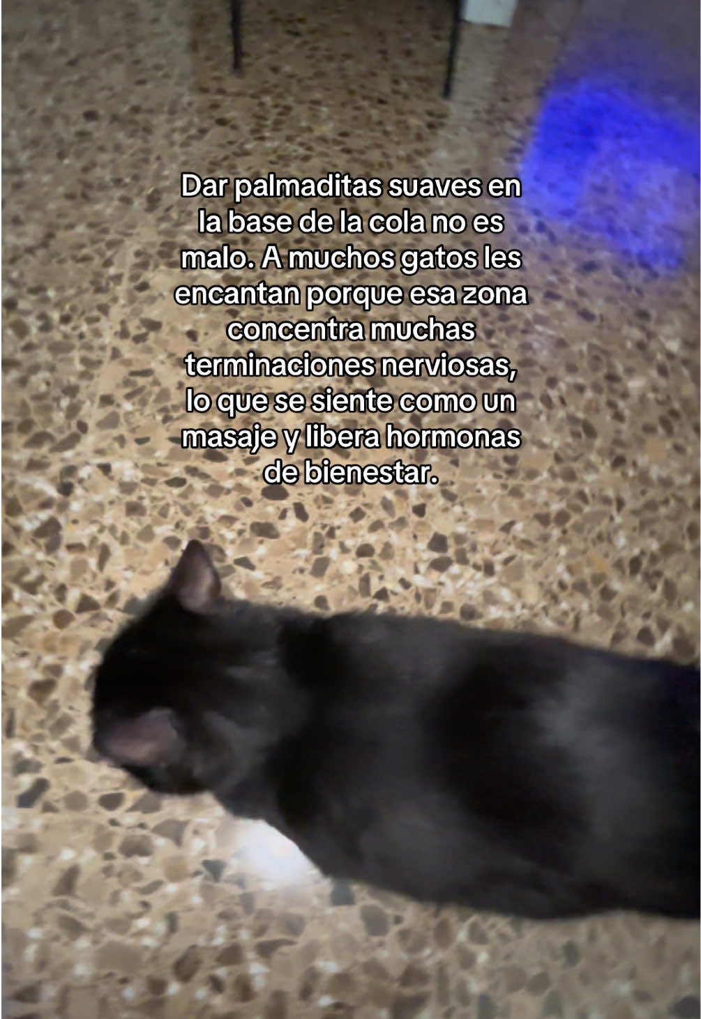 @BlackCatsMatter