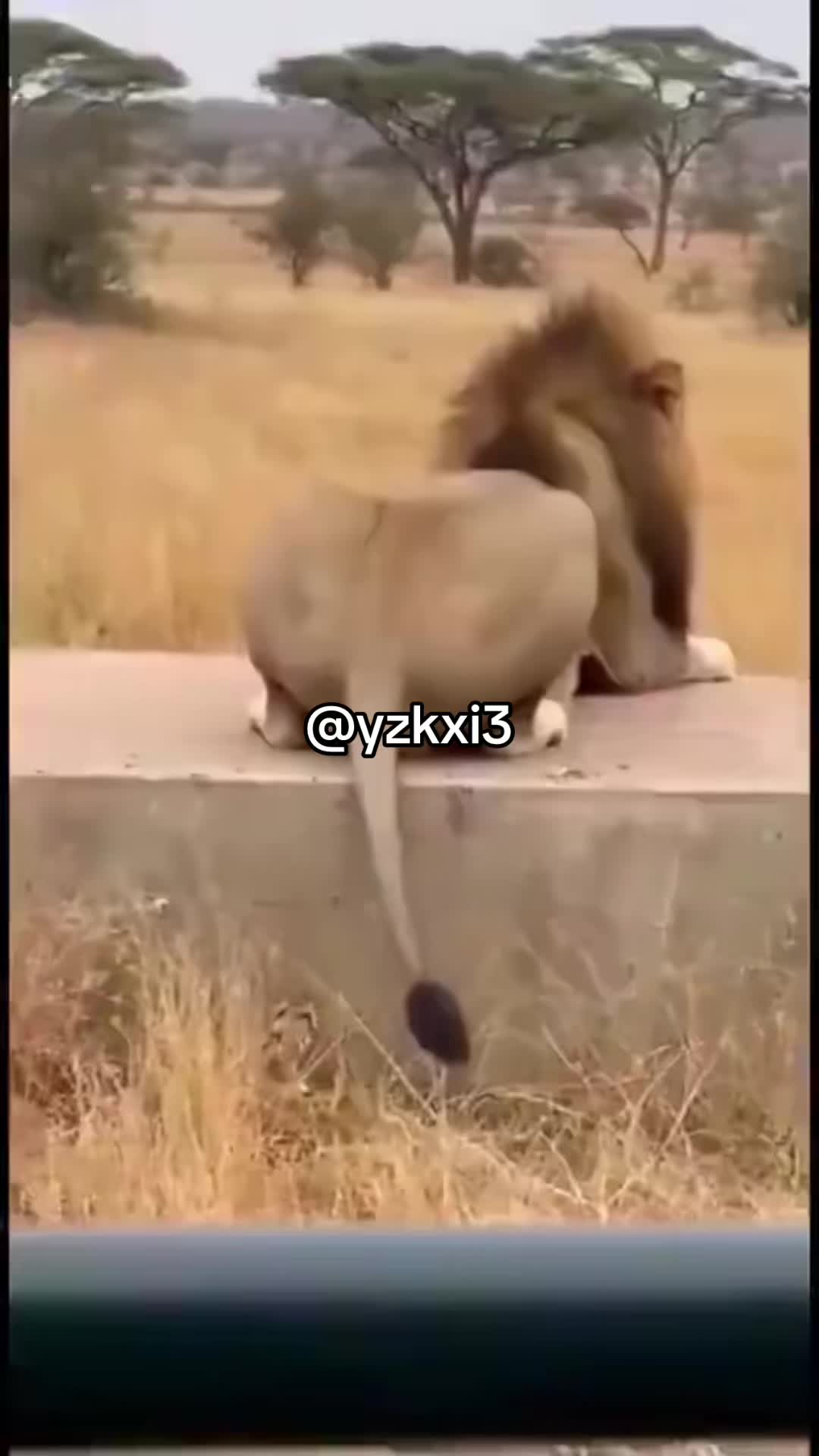 @yzkxi3