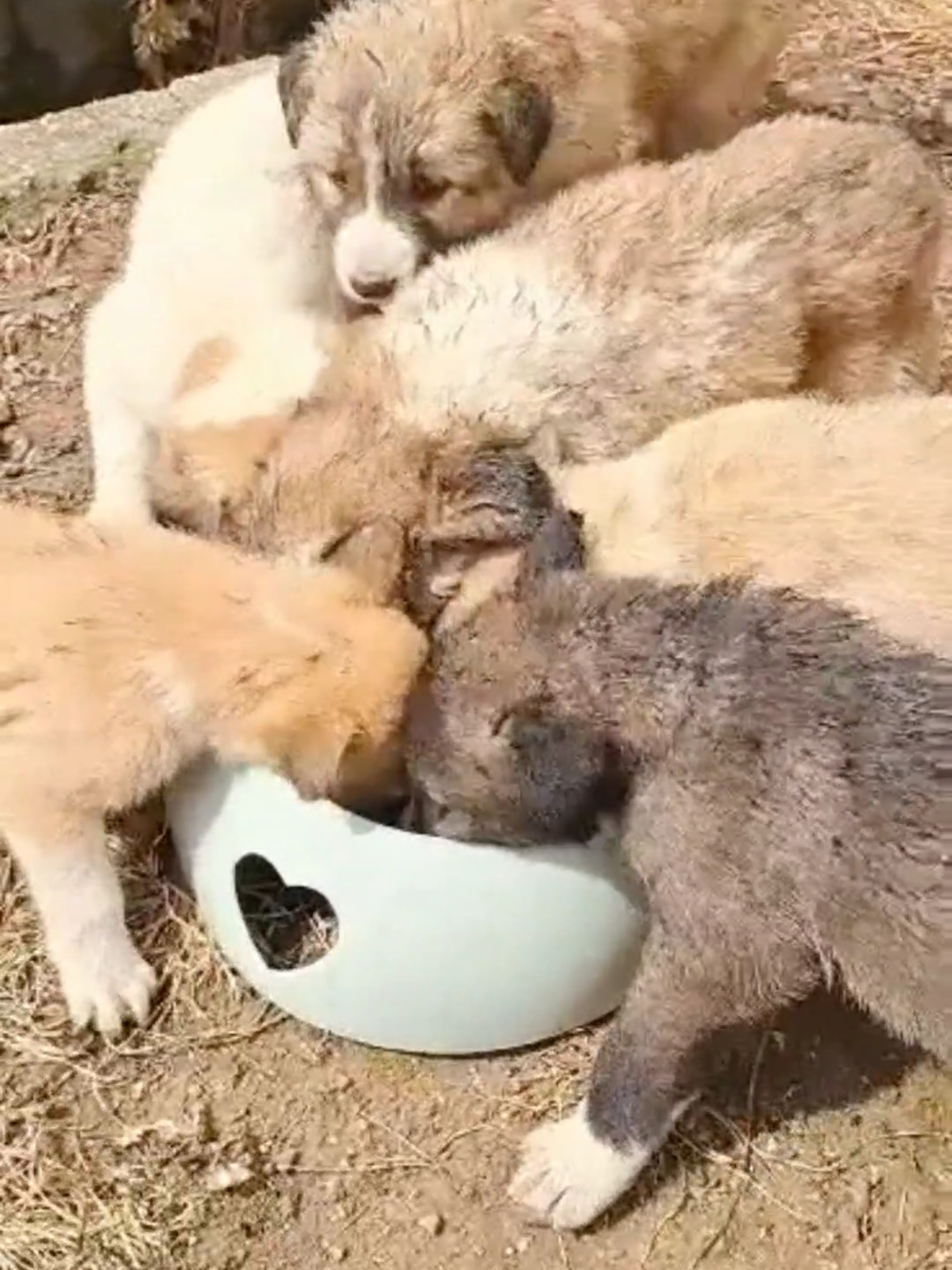 @Greek Animal Rescue