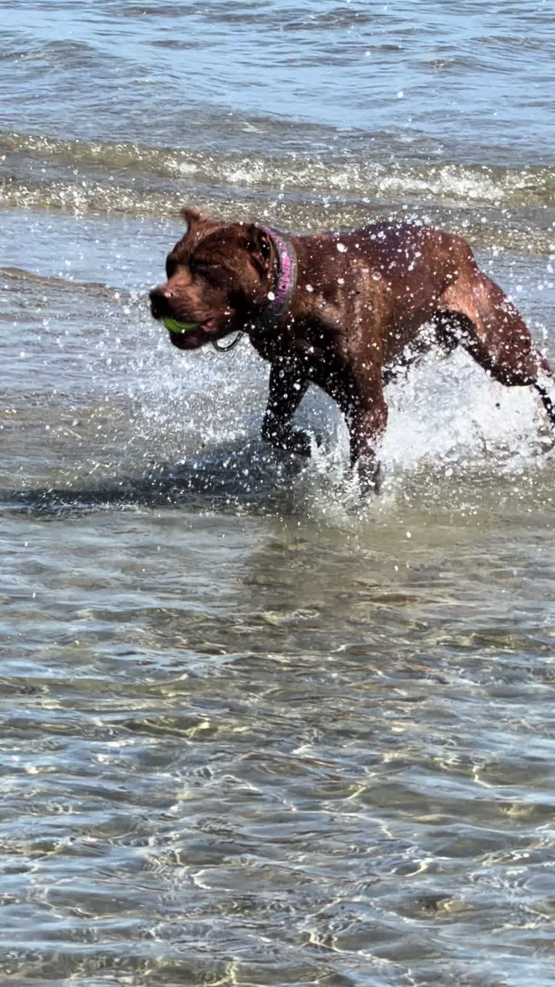 @RedForcePitbull