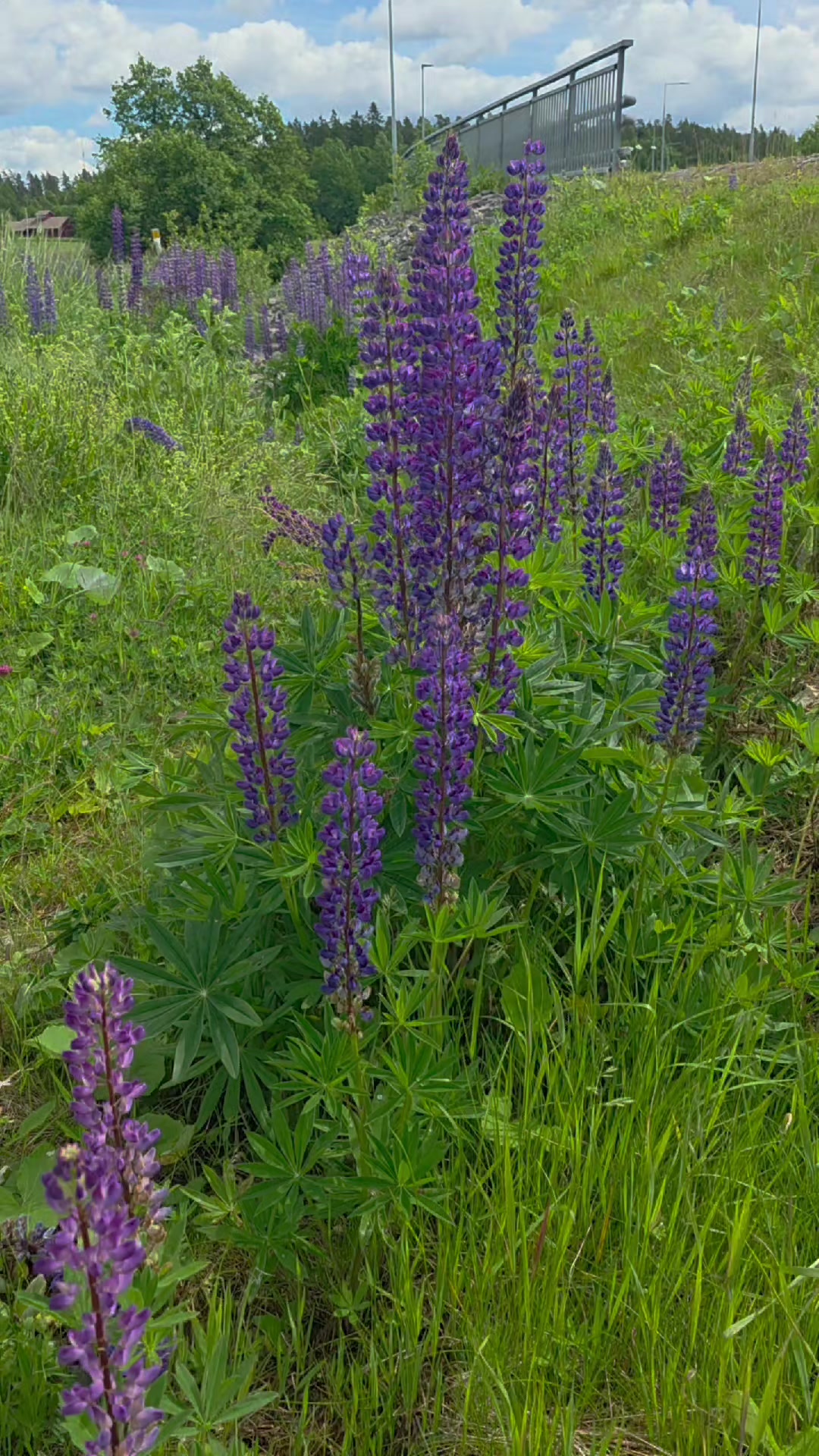 @Cash Hide Finland🇫🇮