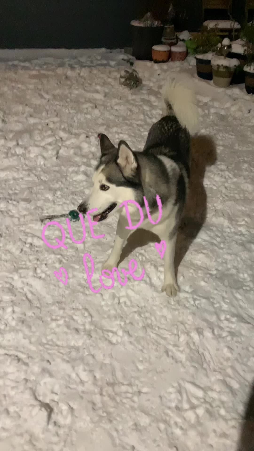 @🐺 PAKO Husky Sibérien