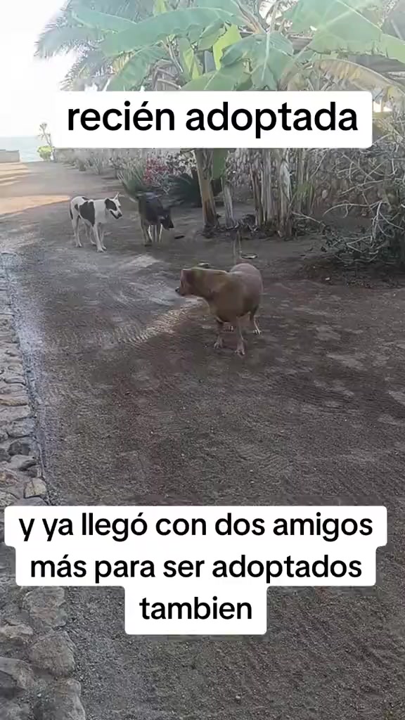 @Andreina