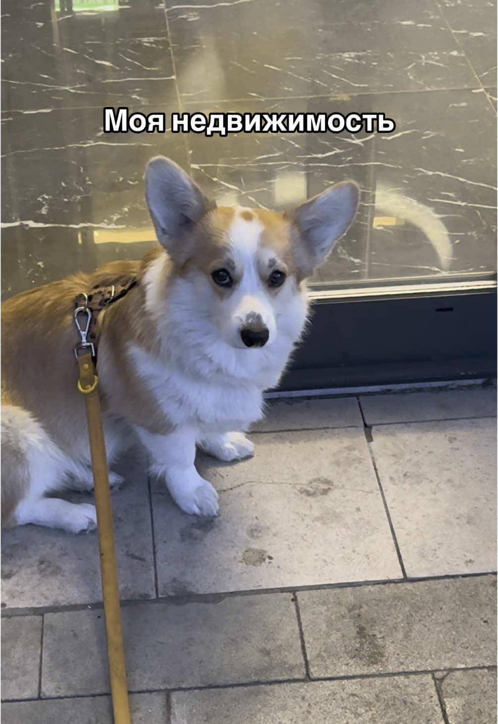 @Слойка корги