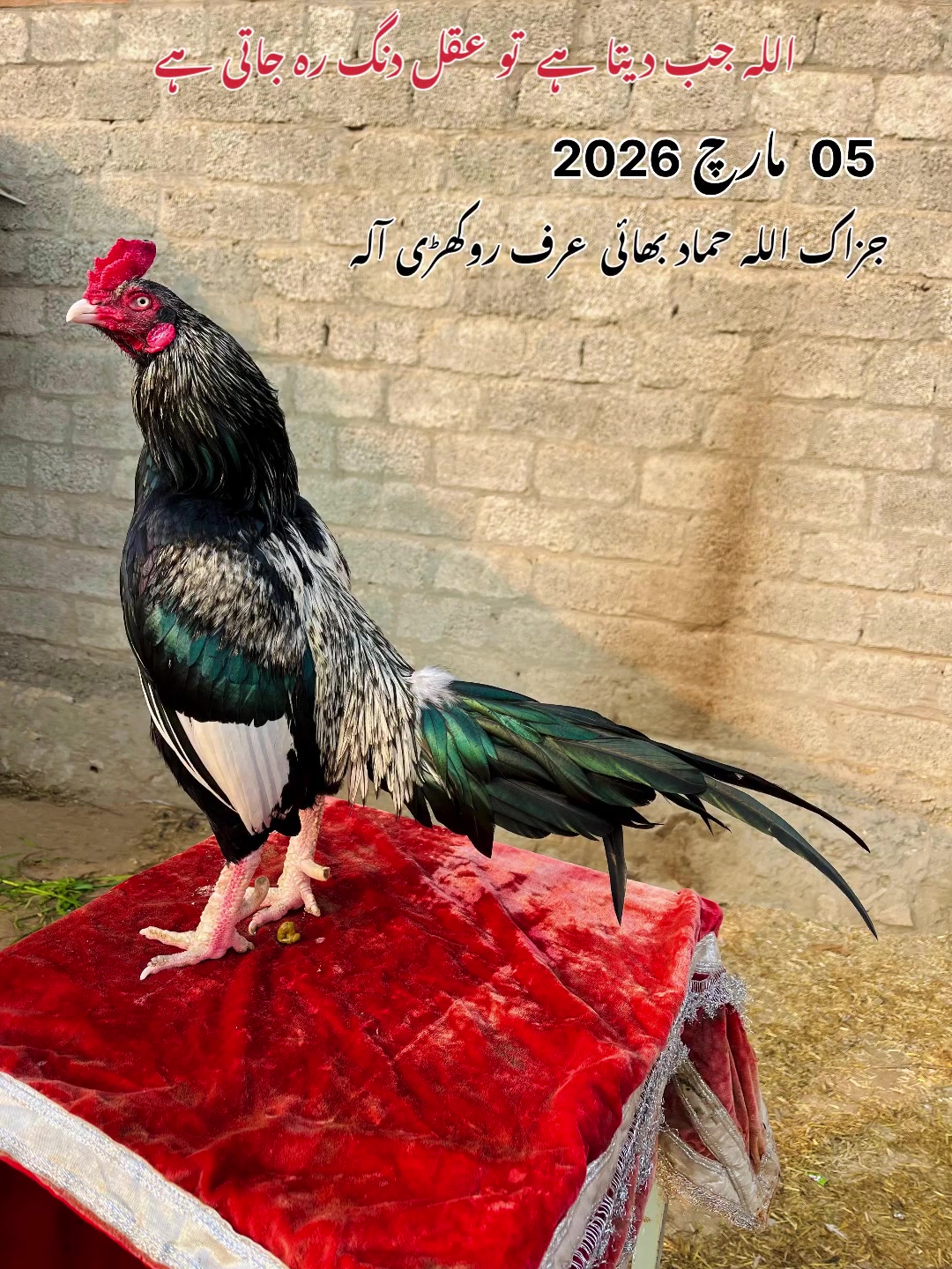 @Poultry Markaz