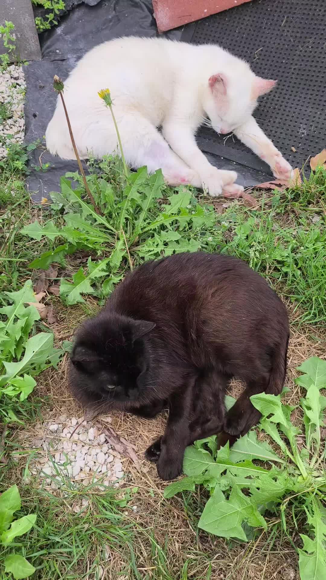 @La loca de los gatos