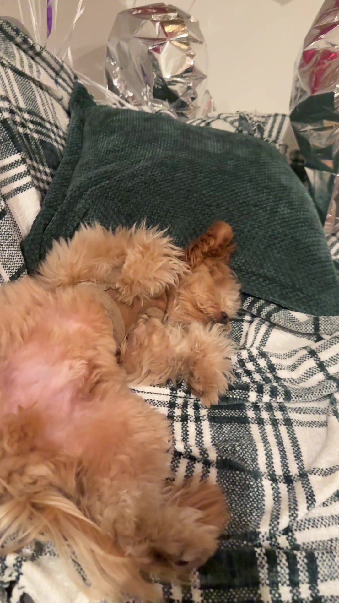 @pomapoo.barney