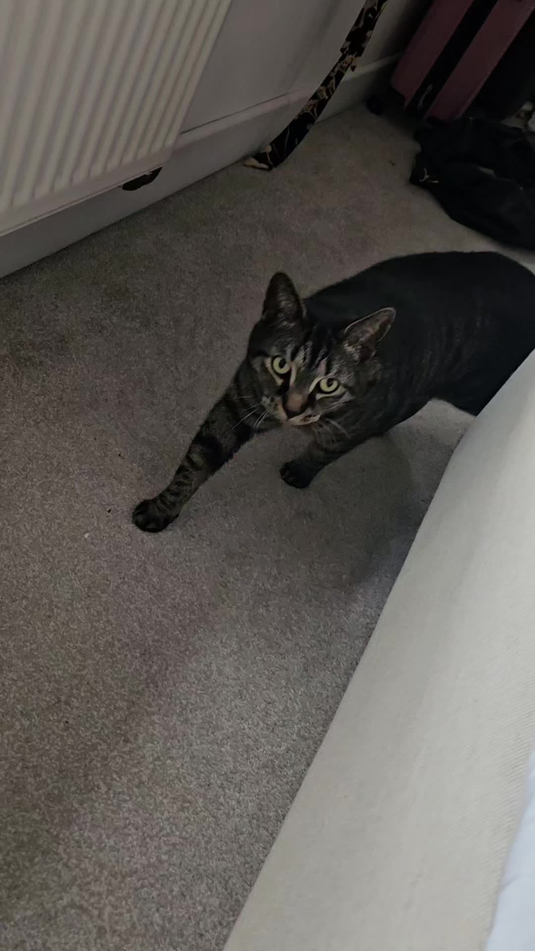 @CatmanScoop