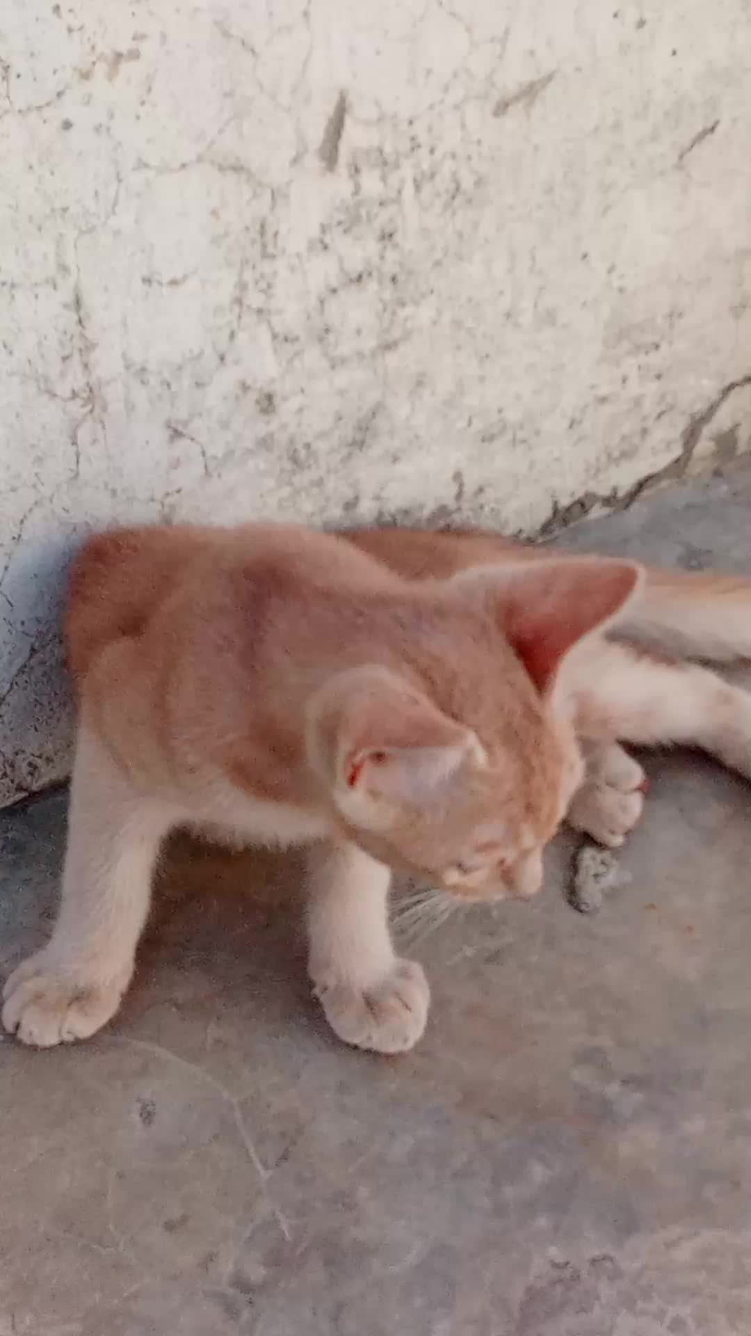 @cutecatlover8172