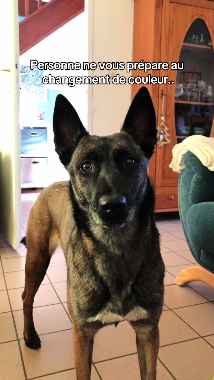 @Otha Malinois