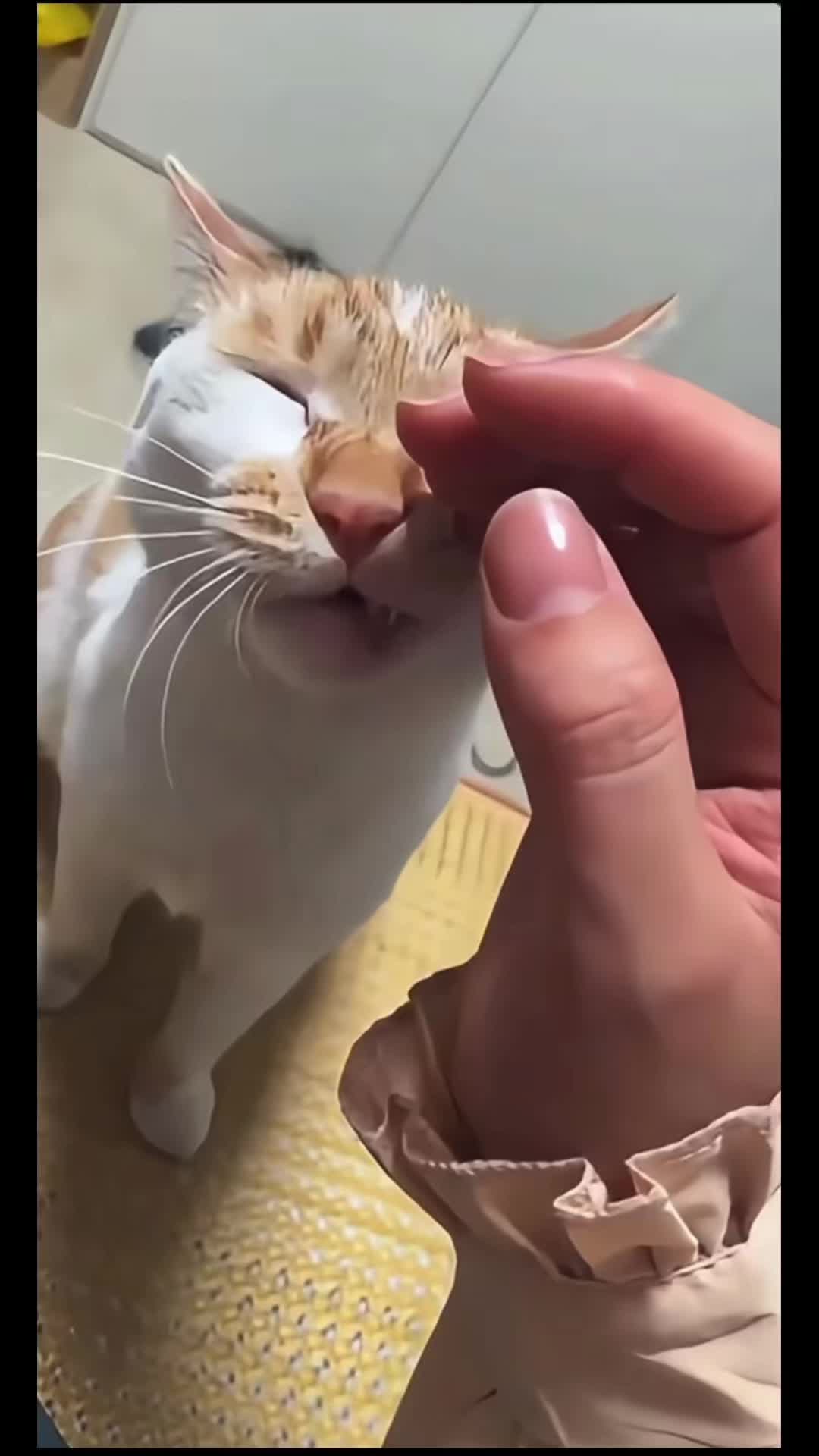 @ranks_pablo