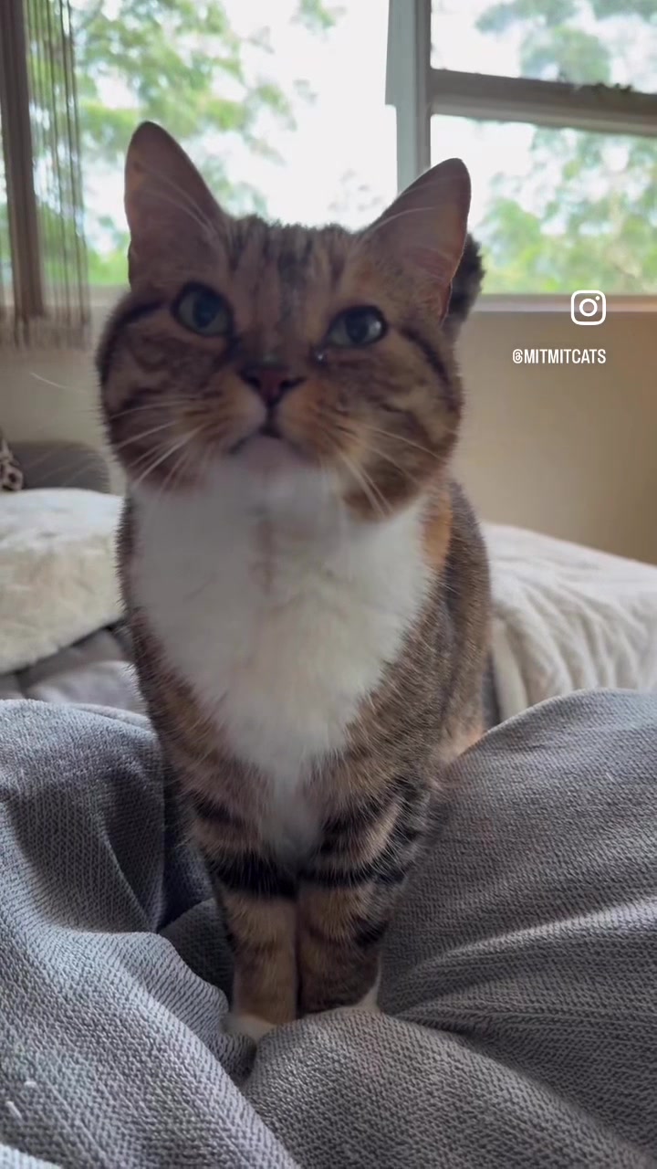 @mitmitcats