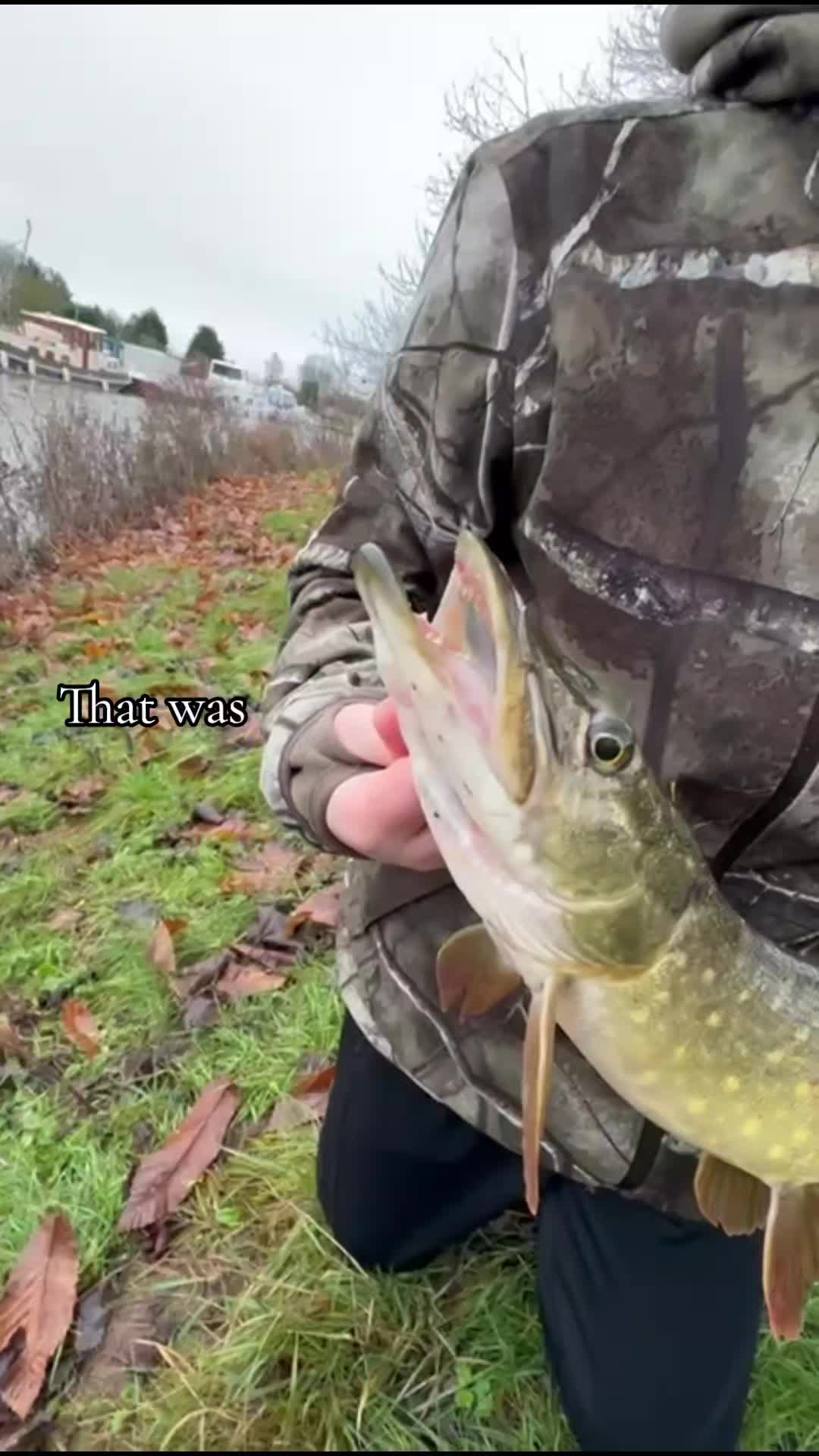 @Carpy Brez