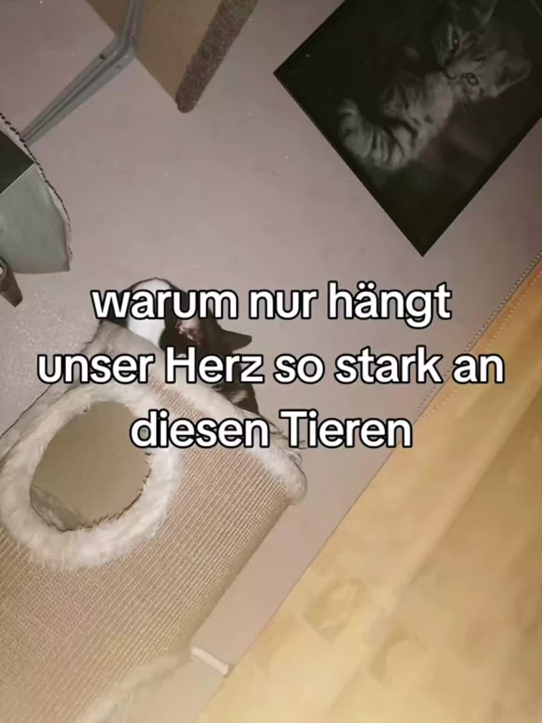 @Badcat _DHC🦁🦁