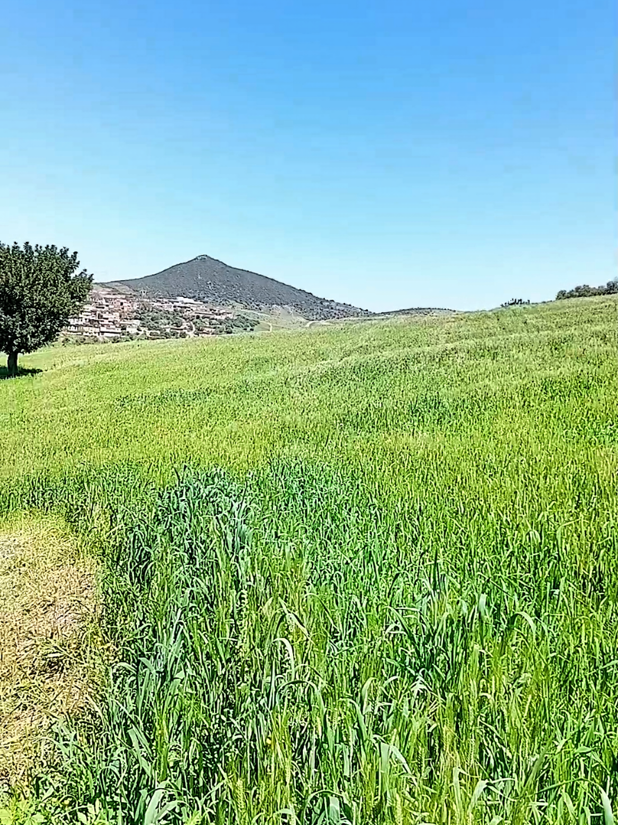 @👑 ابو عقبة 🇩🇿