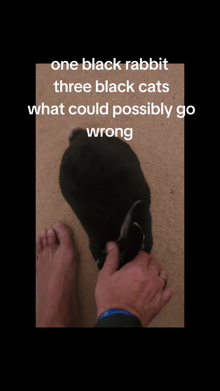@lez886