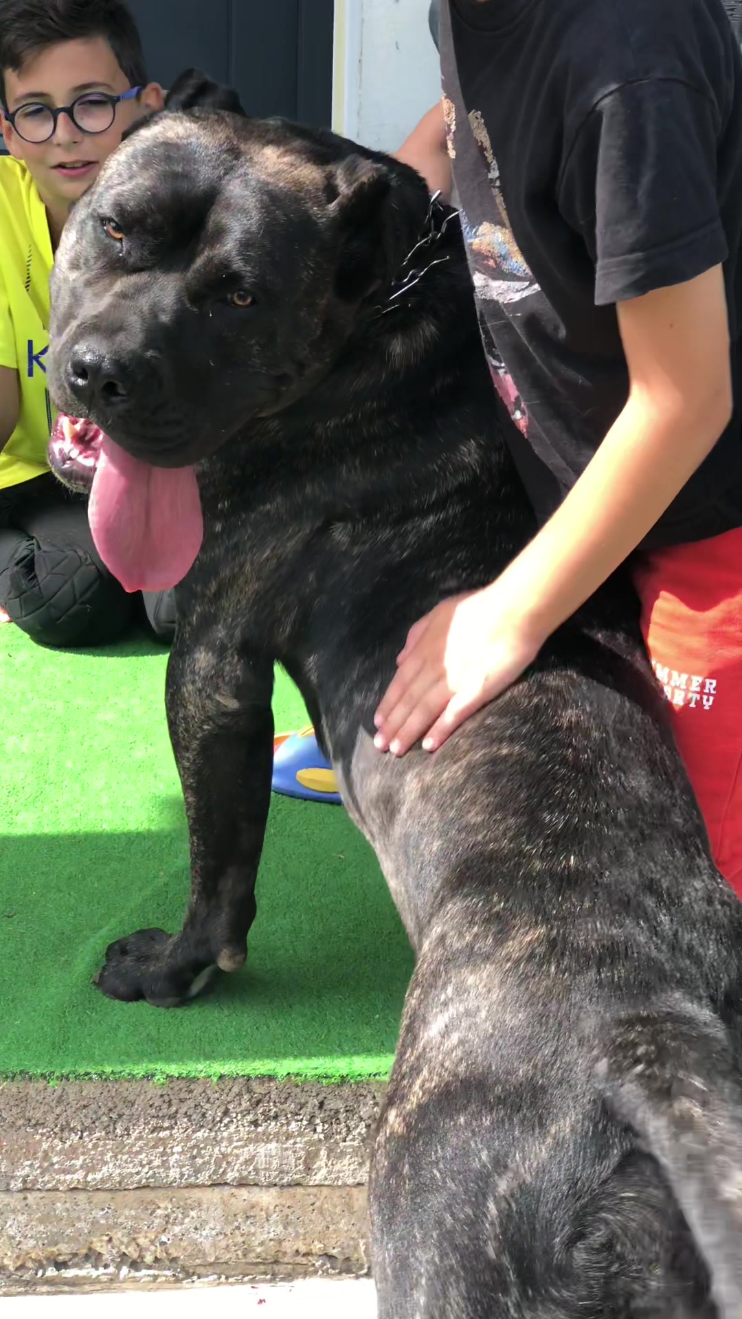 @Presa Canario Varro Bull