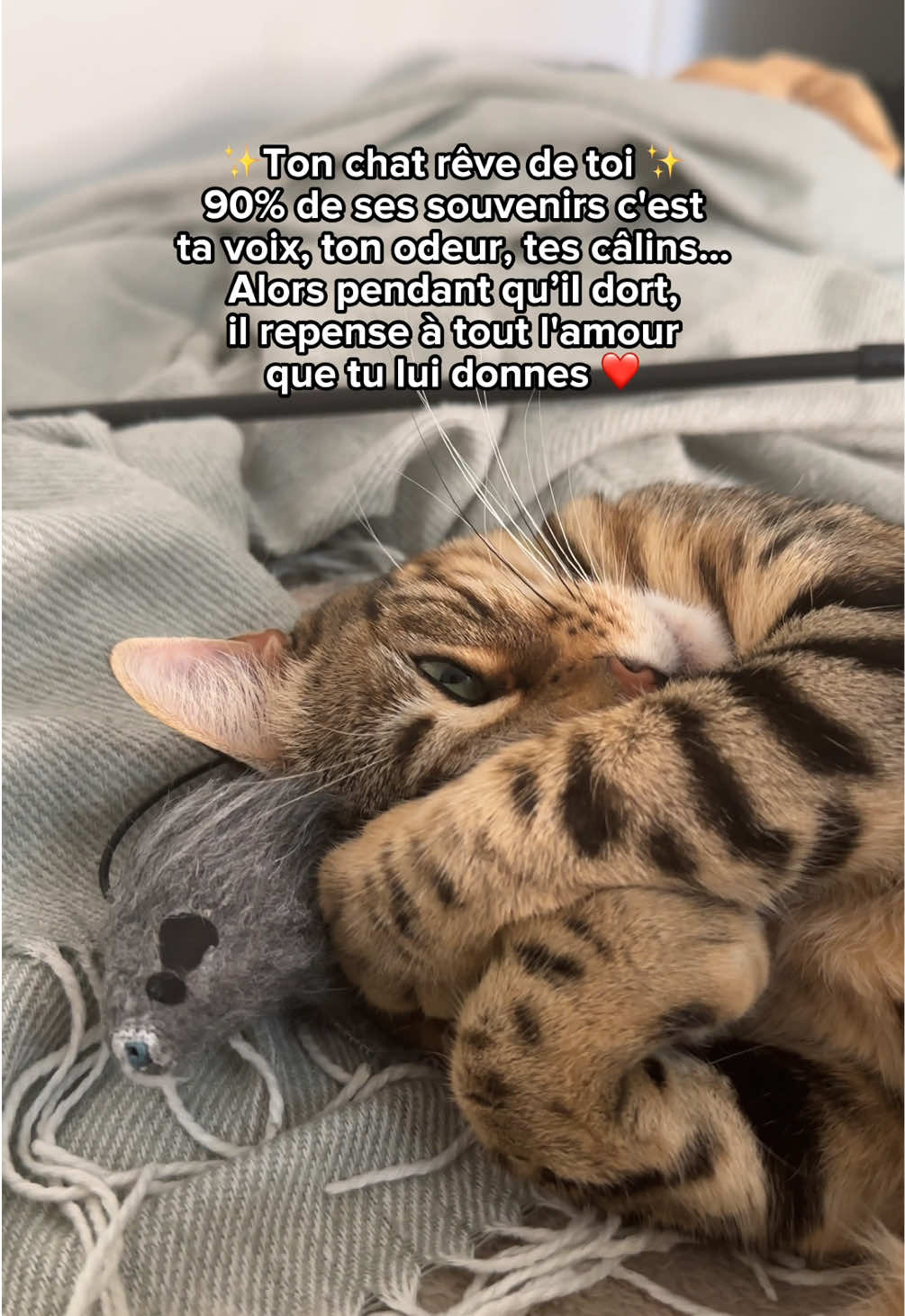@Ricki the Bengal