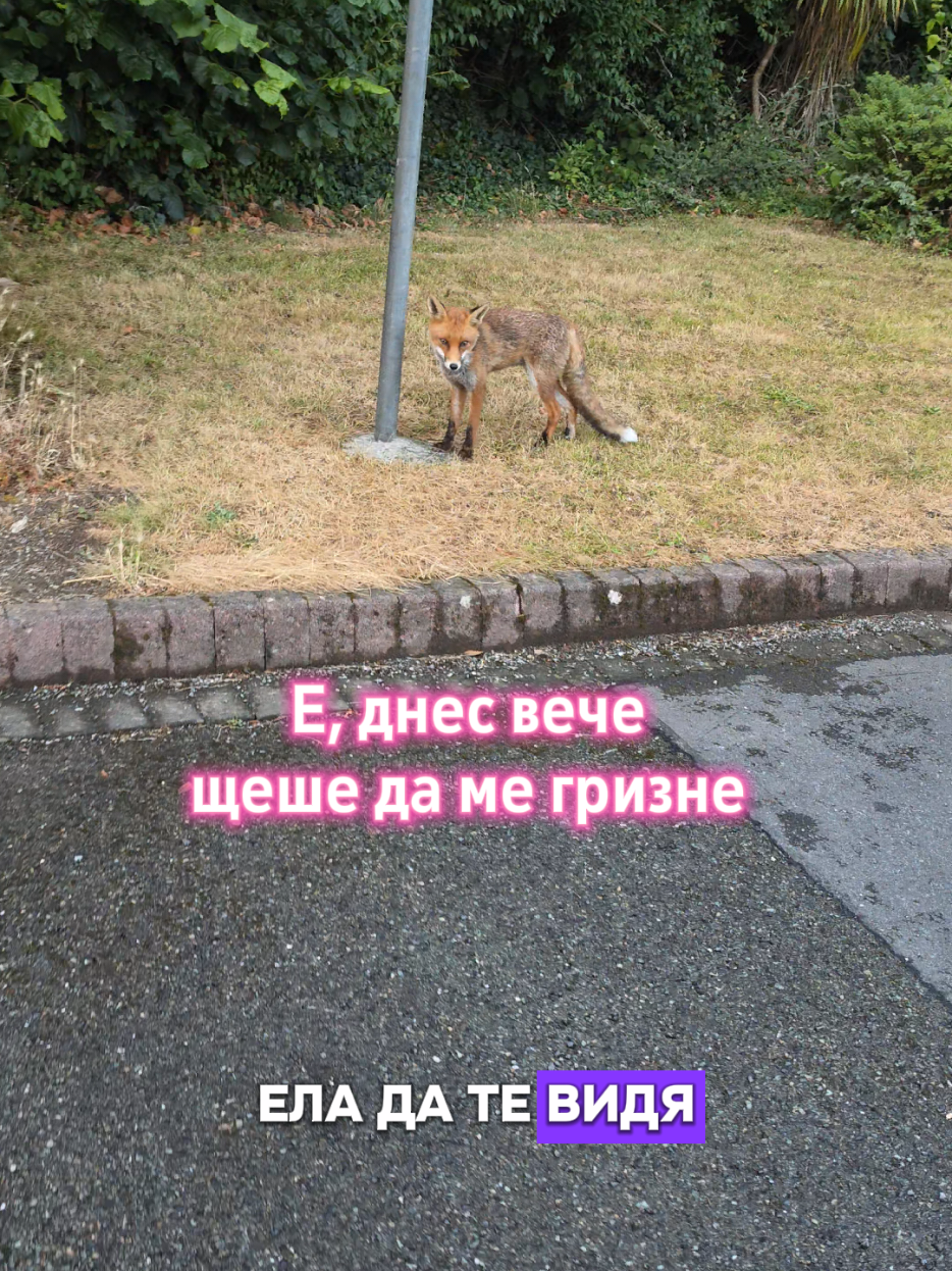 @Zori