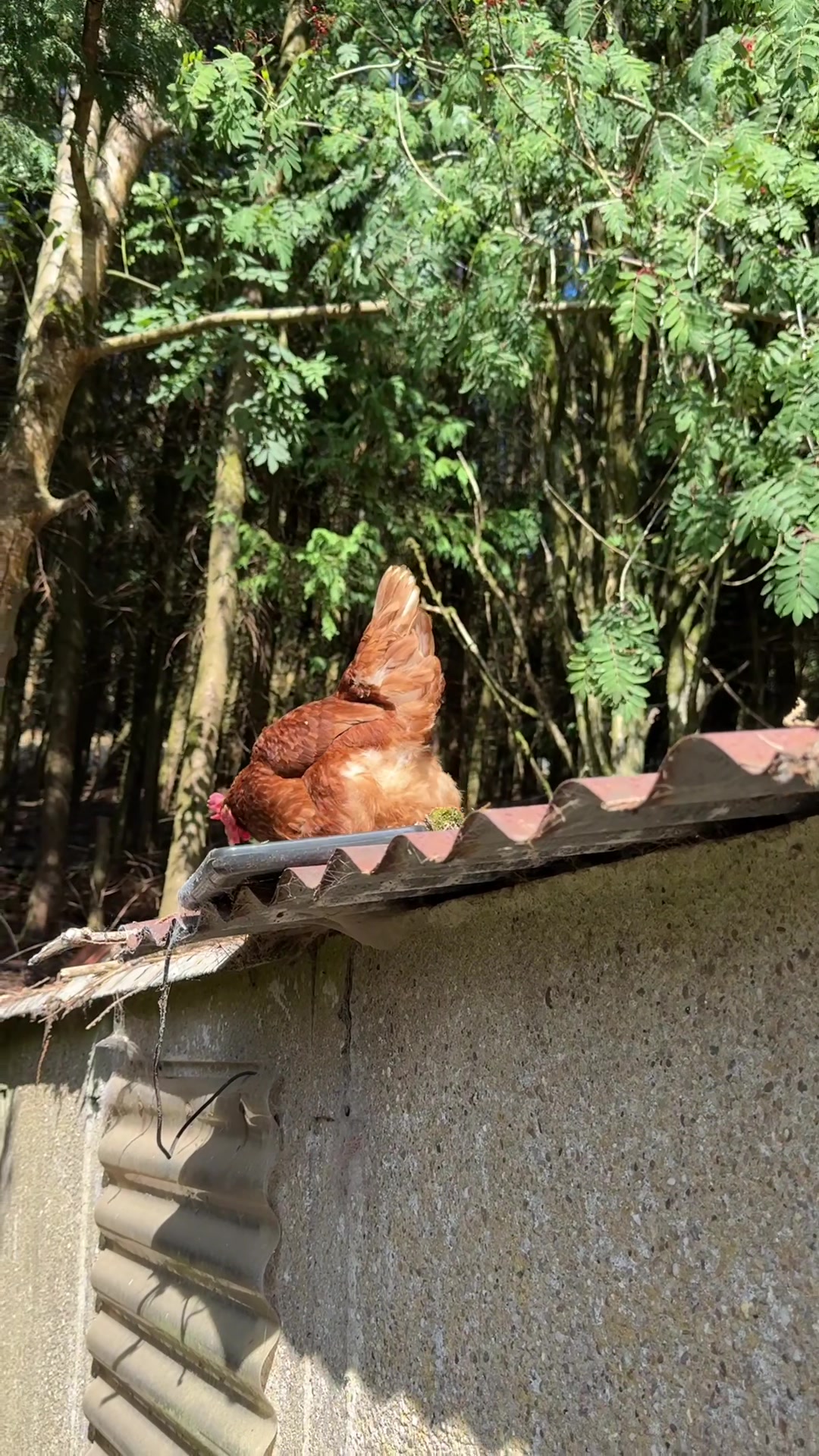 @Welsh Chicken Ranch