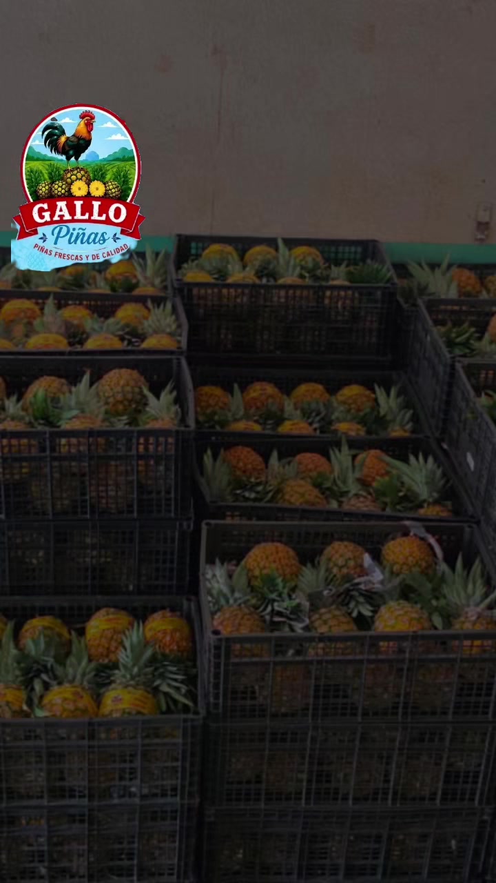 @Elgallocebollas🐓🧅🍍🍉
